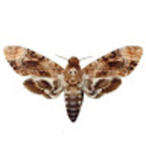 Meet your Posher, Antonio